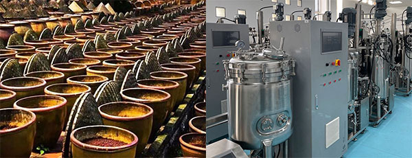 酱油&醋的发酵 酱油&醋的发酵