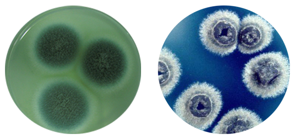 左:青霉素 右:链霉素 左:青霉素 右:链霉素