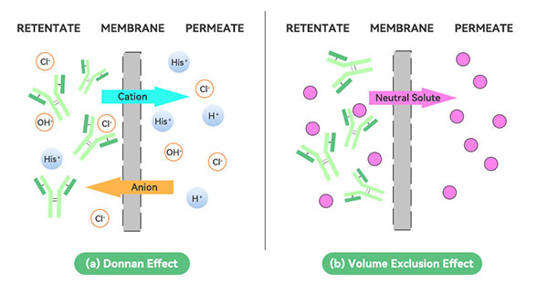 道南效应原理图 道南效应原理图