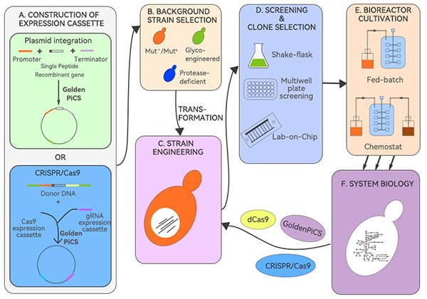 毕赤酵母生产重组蛋白流程图 毕赤酵母生产重组蛋白流程图